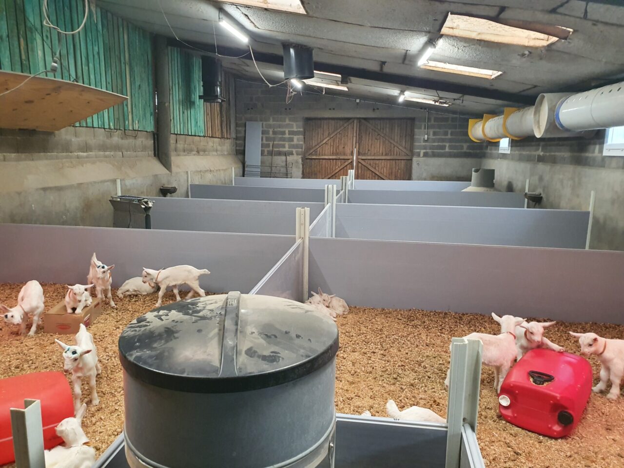 Aménagement intérieur nurserie chèvre